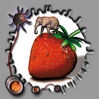 wildfrucht